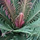 100 seeds Garden Fern Seeds Rare Creeper Vines Grass Dark Green Pink Leaves