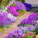 200 seeds Bonsai Rock Cress Flower Climbing Plant Creeping Thyme Flores