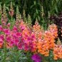 200 seeds Multi-Color Antirrhinum Majus Bonsai