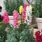 200 seeds Multi-Color Antirrhinum Majus Bonsai