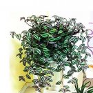 100 seeds Zebrina pendula Schnizl Bonsai Garden Perennial Plants