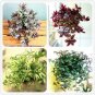 100 seeds Zebrina pendula Schnizl Bonsai Garden Perennial Plants