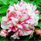 10 seeds Paeonia Lactiflora Bonsai Heirloom Tree Peony Plant