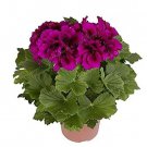 30 seeds Multiple Colour Geranium Plants, Perennial Flower Pelargonium