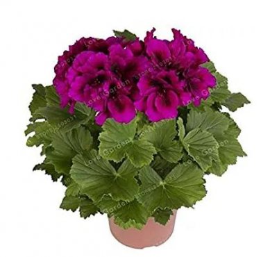 30 seeds Multiple Colour Geranium Plants, Perennial Flower Pelargonium
