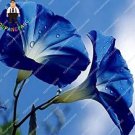 100 seeds Morning Glory Flowers Bonsai Rare StarBlue bonsais Plantas