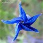 100 seeds Morning Glory Flowers Bonsai Rare StarBlue bonsais Plantas