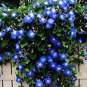 100 seeds Morning Glory Flowers Bonsai Rare StarBlue bonsais Plantas