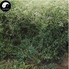 200 seeds Plant Saposhnikoviae Radix Grow Bei Fang Feng