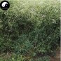 200 seeds Plant Saposhnikoviae Radix Grow Bei Fang Feng