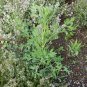 200 seeds Plant Saposhnikoviae Radix Grow Bei Fang Feng