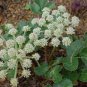 200 seeds Plant Saposhnikoviae Radix Grow Bei Fang Feng
