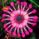 30 seeds Osteosoernum Flower Promotion Balcony Bonsai Flower