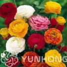 100 seeds Ranunculus asiaticus Flower Bonsai for Home & Garden D