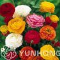 100 seeds Ranunculus asiaticus Flower Bonsai for Home & Garden D