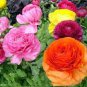 100 seeds Ranunculus asiaticus Flower Bonsai for Home & Garden D