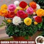 100 seeds Ranunculus asiaticus Flower Bonsai for Home & Garden D