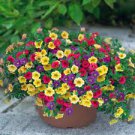 200 seeds Hanging Petunia Bonsai Flower Blue Morning Glory Bonsai