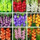 20 seeds 9 Colors Gladiolus Seeds