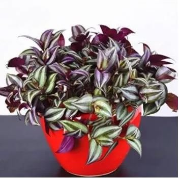 100 seeds Zebrina Seed Purple Light Gray Stripes Leaves