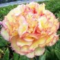 10 seeds Chinese Peony Flowers Seeds Light Orange Flowers