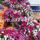 200  seeds Hybrida Color Petunia Hanging Charming Bonsai Potted