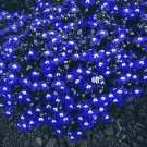 200 seeds Imported Lobelia Flowers Blooming Covering Flore Outdoor