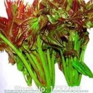 5 seeds Fast-Growing, New Strange Health Vegetable Toona sinensis Potted