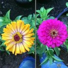 200 seeds Mixed Zinnia Bonsai Pretty Pastel Colors Perennial Bonsai for Home Garden