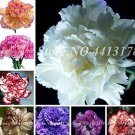 50 seeds Mini Carnations Seed Balcony Potted Plants Dianthus Caryophyllus Mother Flower