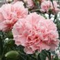 50 seeds Mini Carnations Seed Balcony Potted Plants Dianthus Caryophyllus Mother Flower