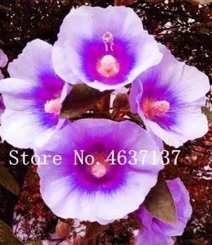 100 seeds Double Hollyhock Flower Bonsai, Mixed Perennial Home Garden
