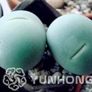 100 seeds Ball Conophytum vanzylii Cactus Bonsai Rare Succulent Plant