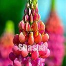 200 seeds Mix Color Lupine Bonsai Plants Annual Succulent groundcover Flower
