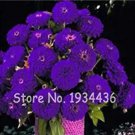 100 seeds Exotic Zinnia Pretty Pastel Mixed Flower Perennial Spring Flowering