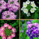 10 seeds Verbena Flower Flowers Potted Plants Flower bonsais Yi Seed
