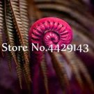 100 seeds Garden Edible Fern Bonsai Rare Creeper Vines Grass Mixed Foliage Plants