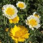 30 seeds Garland Chrysanthemum Seeds