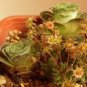 10 Seeds, Green Greenovia Aurea Seeds