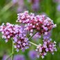 60 seeds Perennial Multicolor Verbena Seeds
