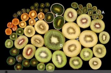 50 seeds Mini Small Middle Large Chinese Gooseberry Kiwifruit Organic + Hybrid