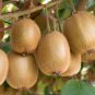 50 seeds Mini Small Middle Large Chinese Gooseberry Kiwifruit Organic + Hybrid
