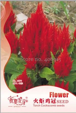 40 seeds Big Red Beautiful Cockscomb Seeds balcony potted bonsai plant