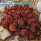 15 seeds OOPHYTUM Nanum Seeds, Professional Pack