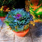 100 seeds Real New Flower Bonsai Very Easy Plant Mini Garden Flores