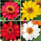 100 seeds Park Seed Profusion Single Flowered Zinnia Seed Collection