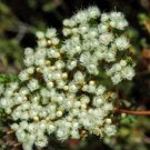 3 seeds Verticordia eriocephala Seeds White Lambswool Wild Cauliflower Cream White Flowers