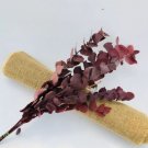 5 seeds Eucalyptus globules Labill Seeds 'Salix Leaf'