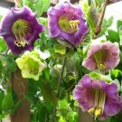 16 seeds Cup And Saucer Vine Purple