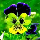 100 seeds Pansy Seeds Wavy Viola Tricolor Flower Seeds